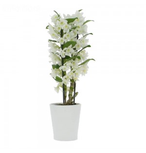 DENDROBİUM ORKİDE