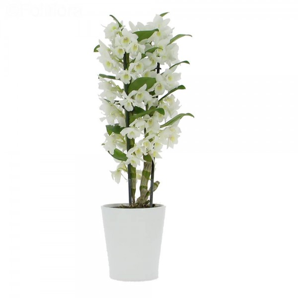 DENDROBİUM ORKİDE