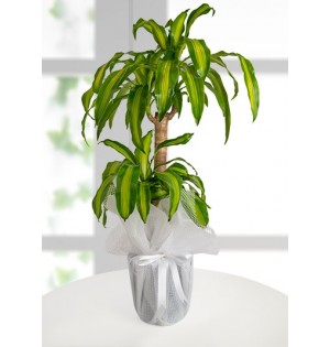 Dracena Massengena Canlı Saksı Çiçeği