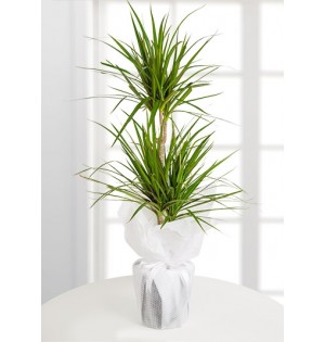Dracena Marginata Saksı Çiçeği
