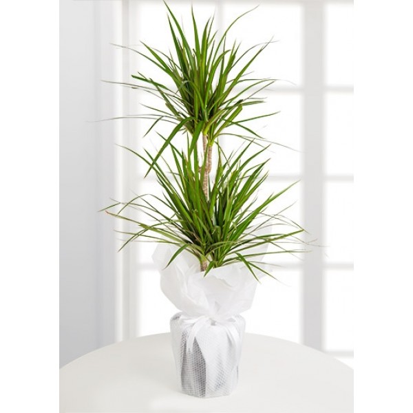 Dracena Marginata Saksı Çiçeği