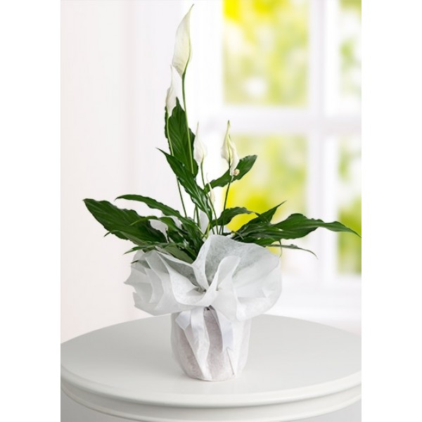 Spathiphyllum Barış Saksı Çiçeği